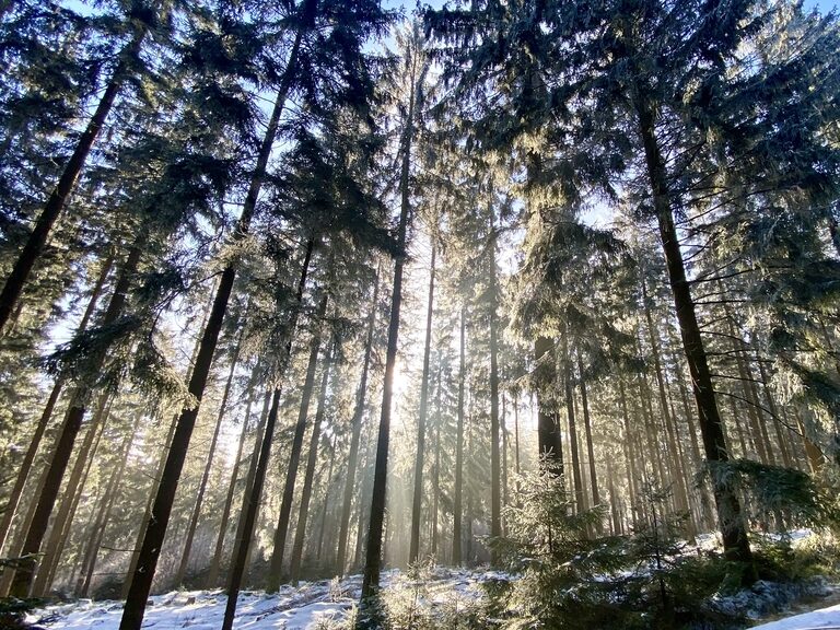 Waldruhe Fastenurlaub Thüringen | Ort der Geborgenheit Dichter Wald als Ort der Ruhe und Geborgenheit. Die ideale Umgebung für Fastenurlaub und Entspannung im Thüringer Wald.